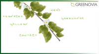 greenovia