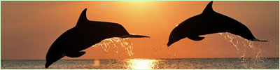 free dolphins